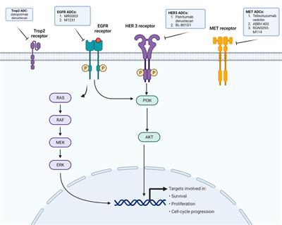 A narrative review of antibody–drug conjugates in EGFR-mutated non-small cell lung cancer